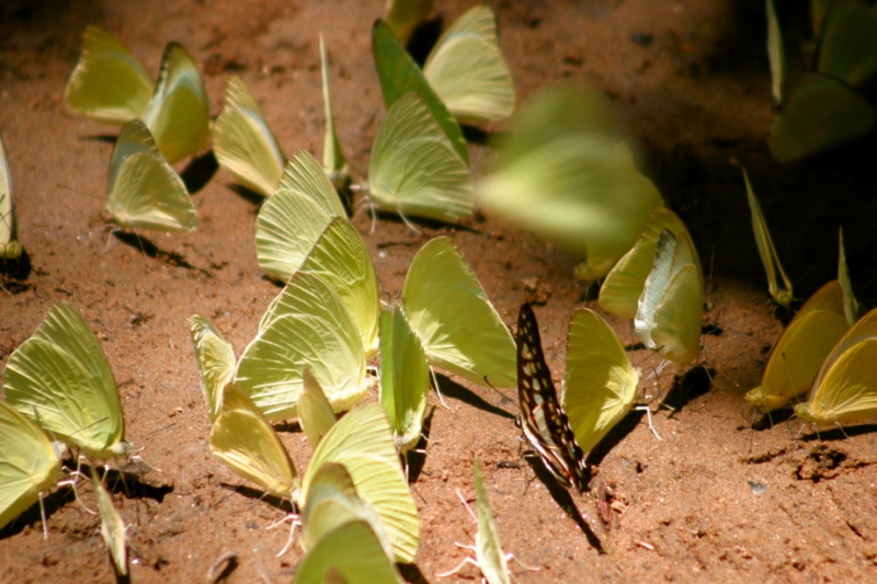 butterflies at will