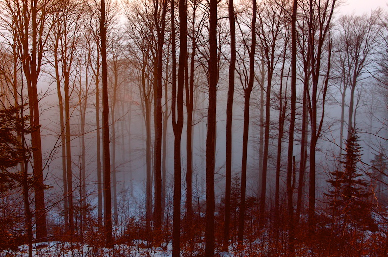 misterious forrest
