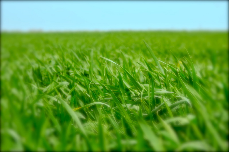 green my desktop
