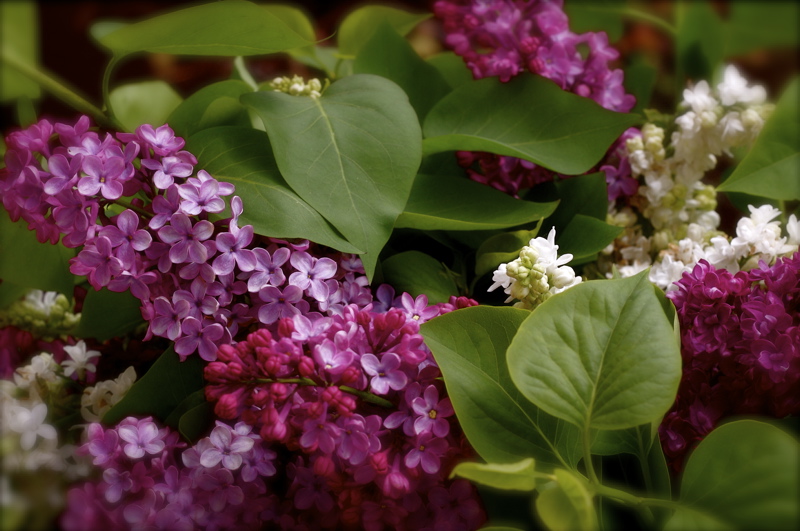 spring flavour