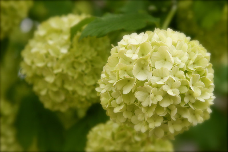 blossom spheres