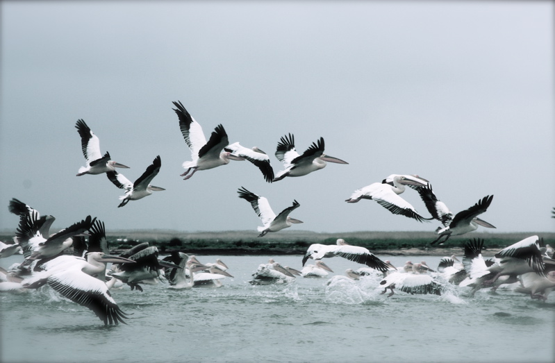 danube delta pelicans