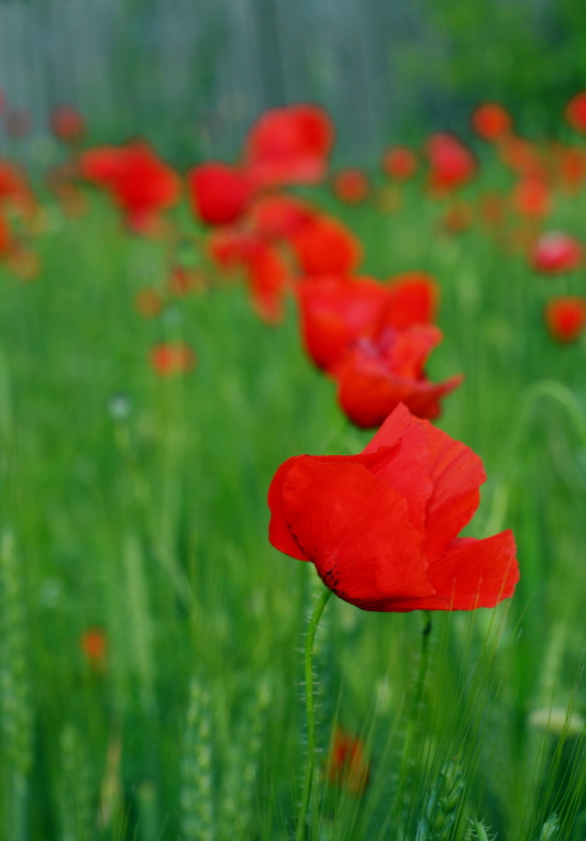 lost in red and green