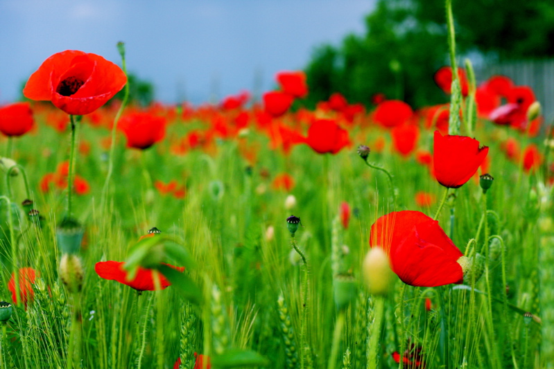 poppy pop
