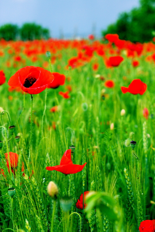 poppies
