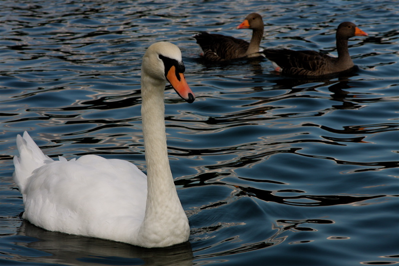 birds