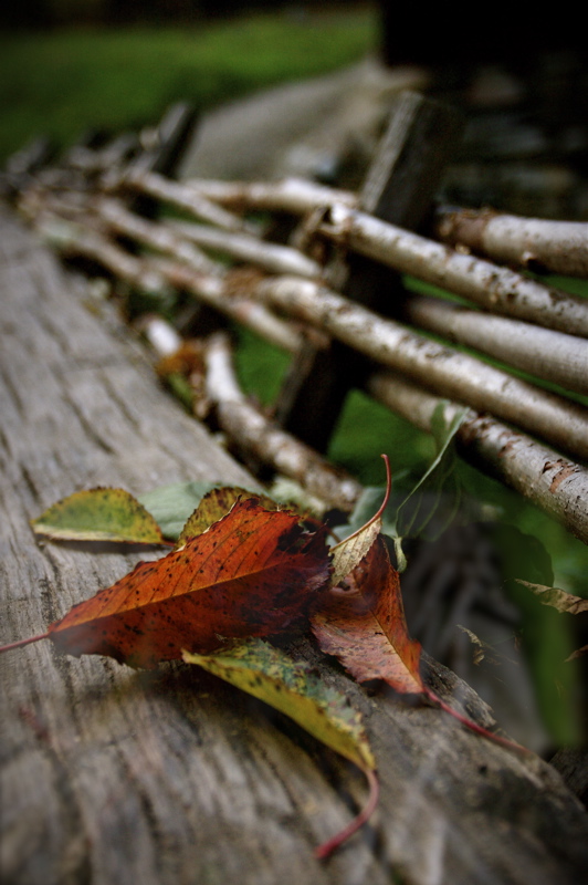 autumn gathering