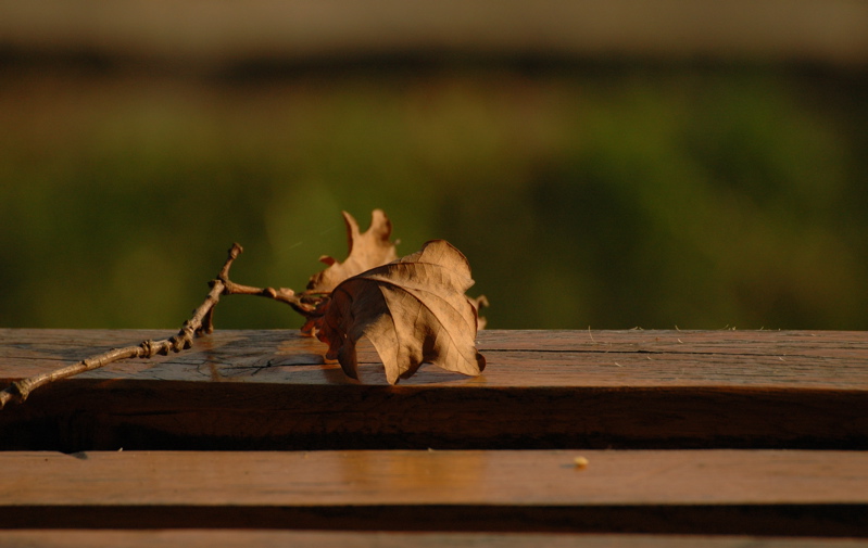 autumn falls