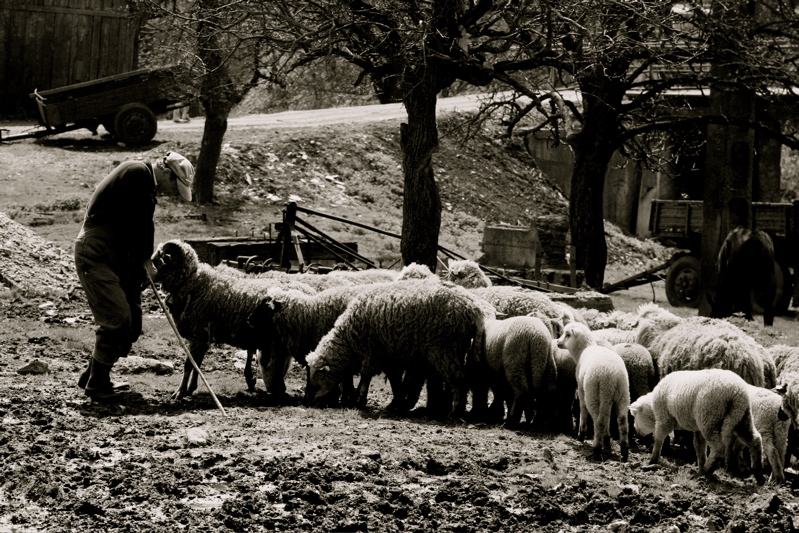 sheep leader