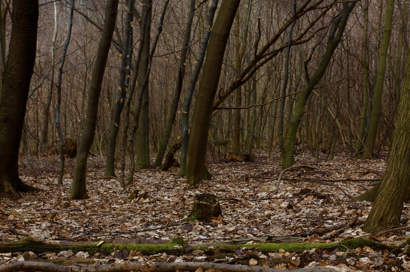 vienna forest story_1