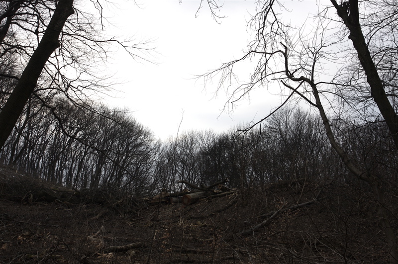 vienna forest story_3