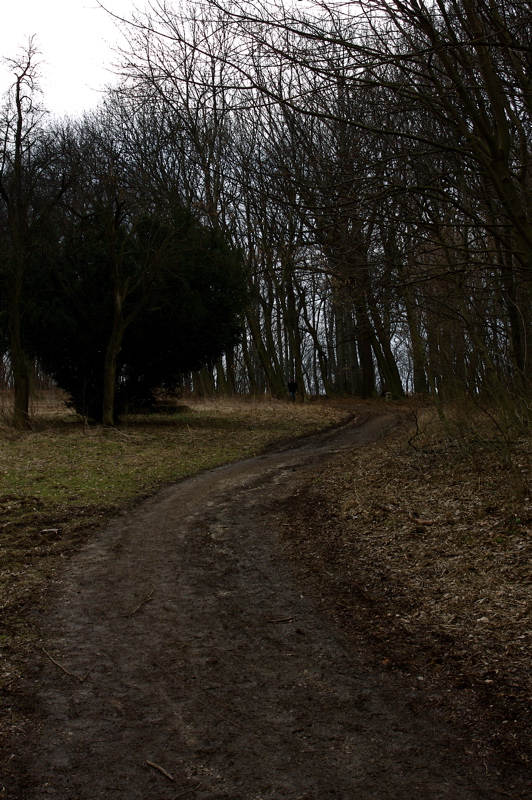vienna forest story_4