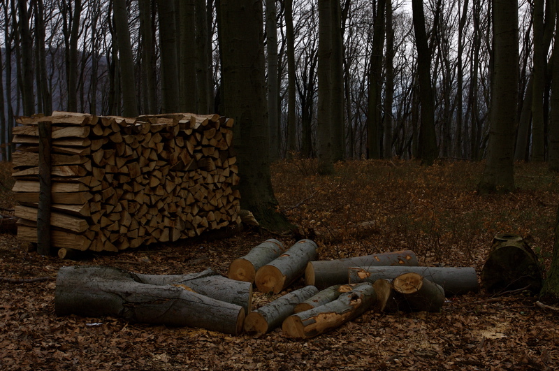 vienna forest story_2