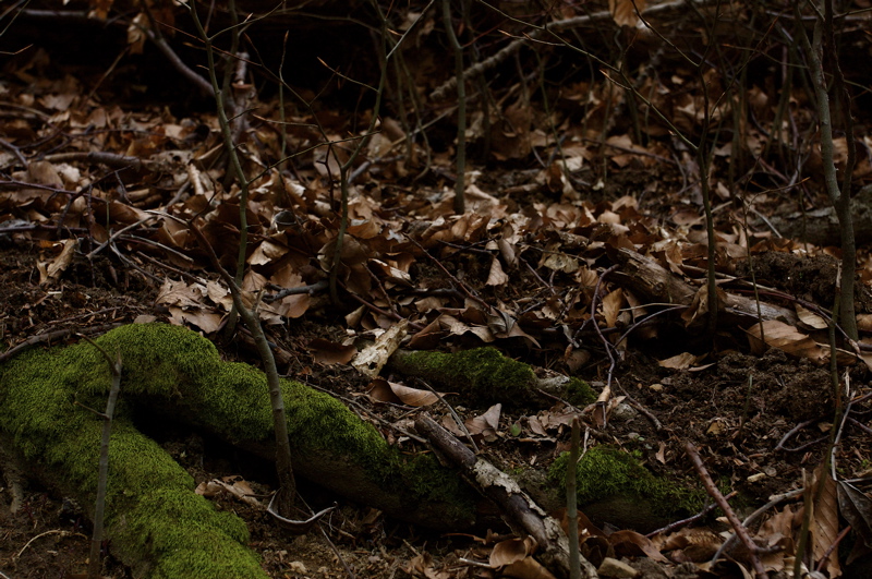vienna forest story_5