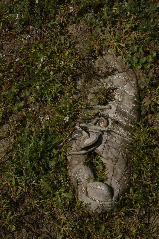 nature's rights or the lost shoe