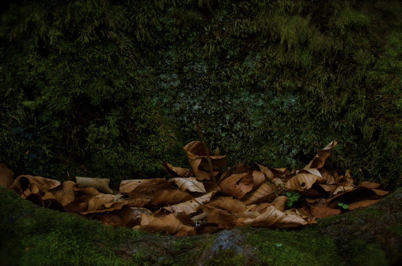 balvanyos forest