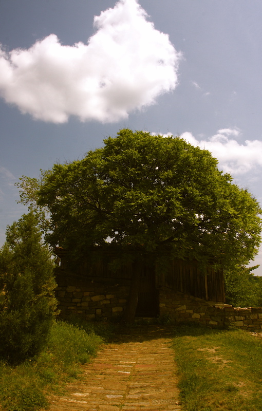 one tree, one house, one path, one end