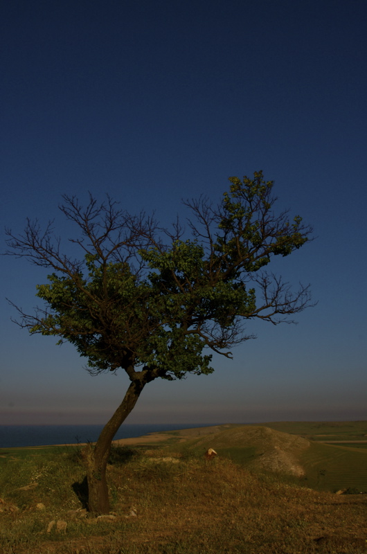 the one with the tree