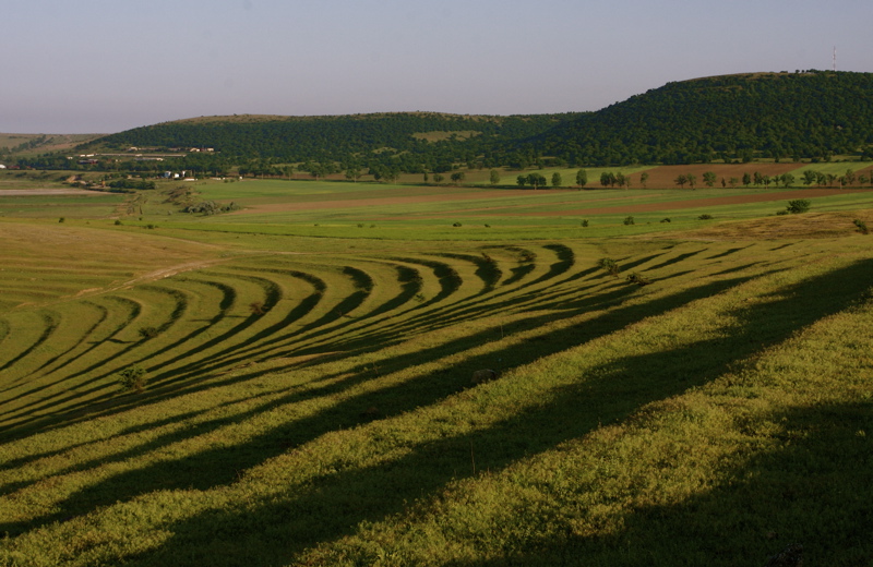 enisala fields