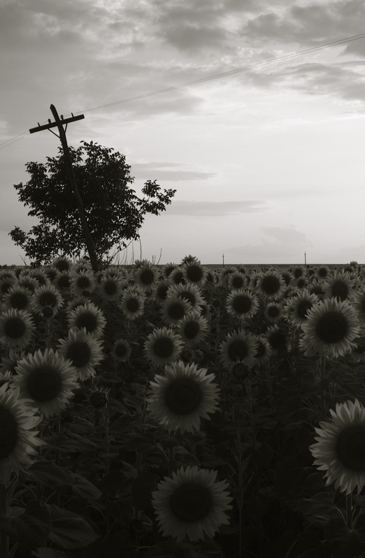 black & white sunflowers at sunset