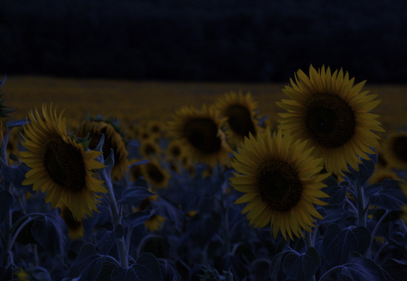 sunflowers at night