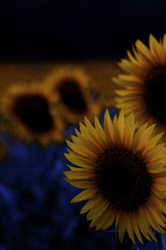 moonlight sunflowers