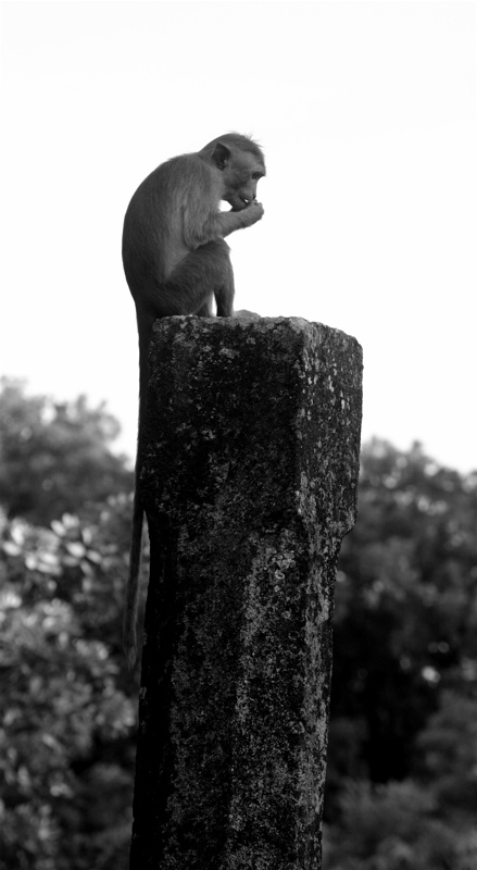 animals in sri lanka - wannabe king of the jungle