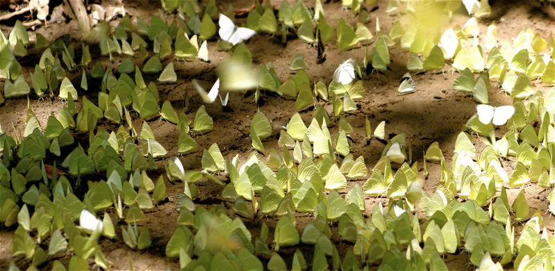 sri lanka - butterflies at will_1