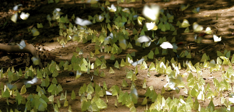 sri lanka - butterflies at will_2