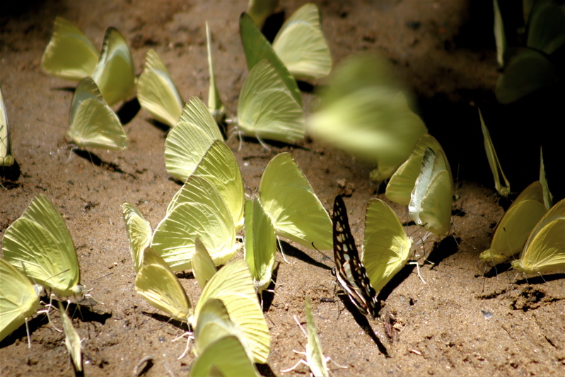sri lanka - butterflies at will_3