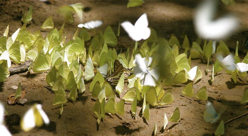 sri lanka - butterflies at will_4