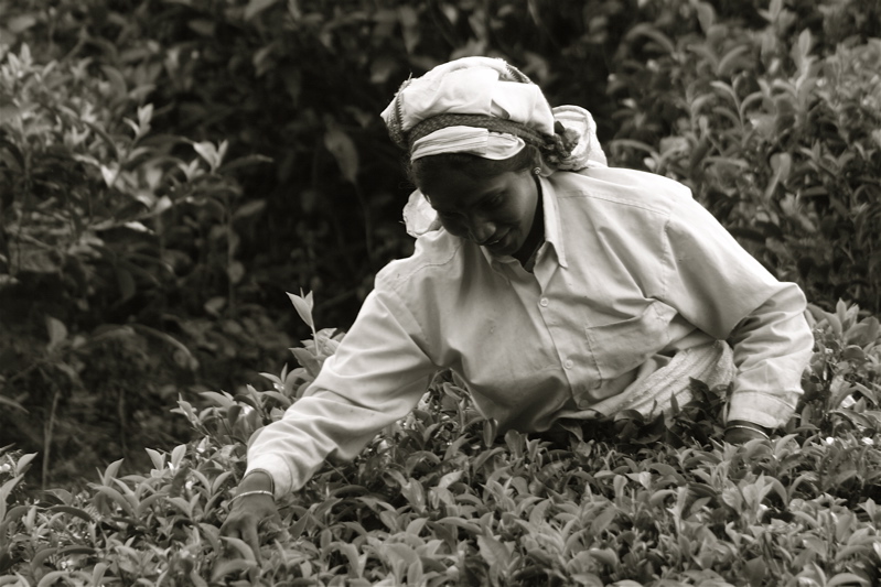 sri lanka - tea pickers_1