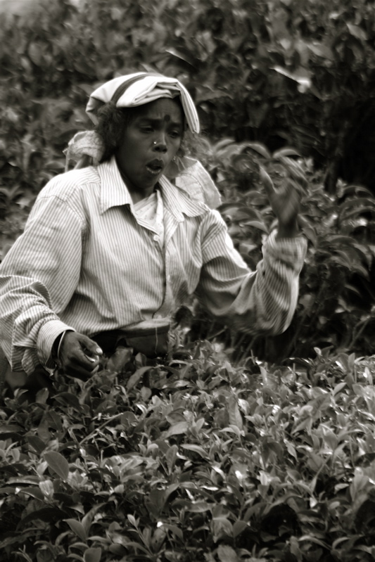 sri lanka - tea pickers_2