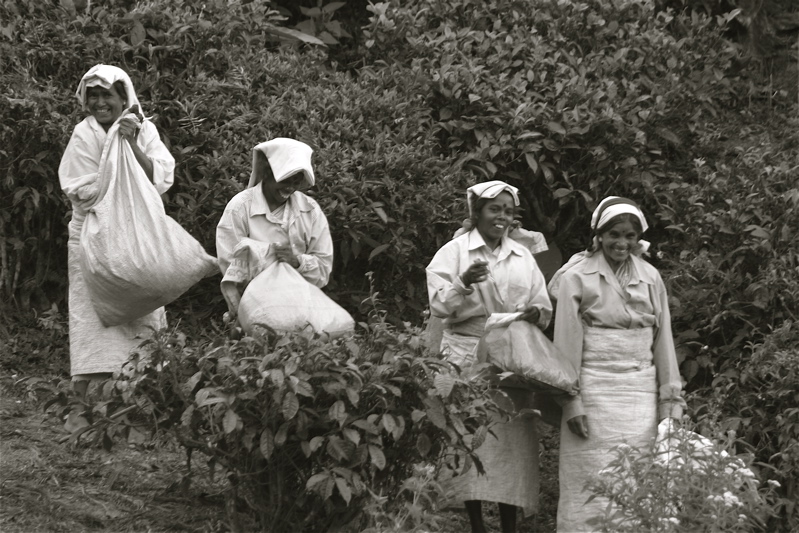 sri lanka - tea pickers_4