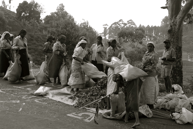 sri lanka - tea pickers_5