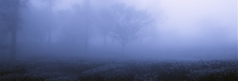 dream in the tea world
