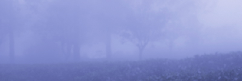 blueblurry
