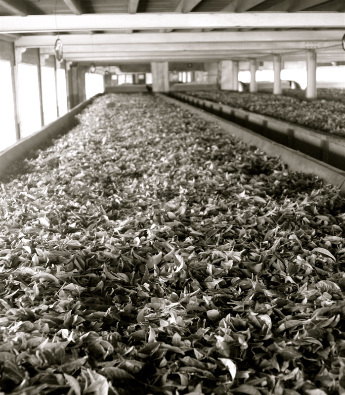 sri lanka - the tea factory_2