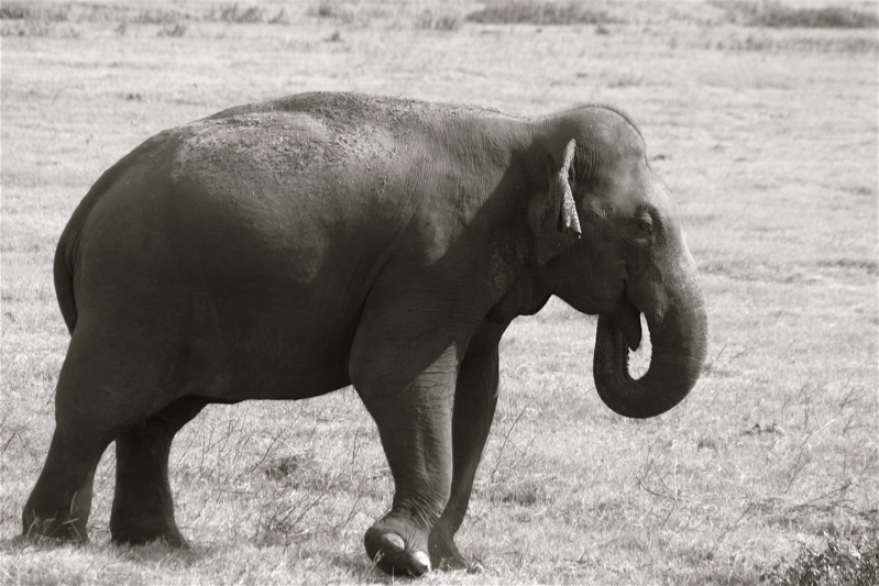 the smiling elephant_1