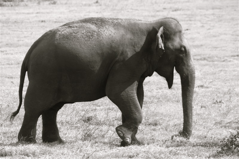 the smiling elephant_2