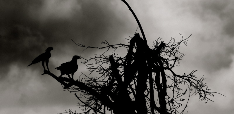 night hawks