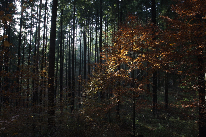 autumn forest in siriu_candid light