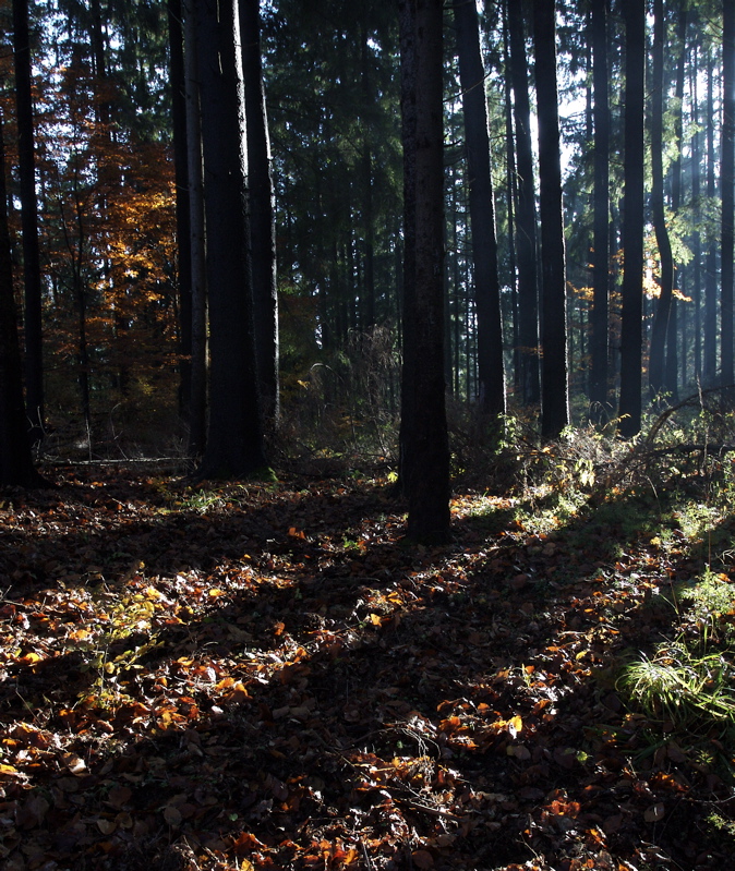 autumn forest in siriu_serenity
