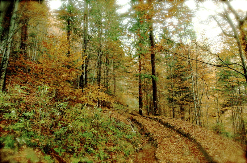 autumn crayon