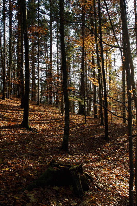 autumn forest in siriu_orange sun bath