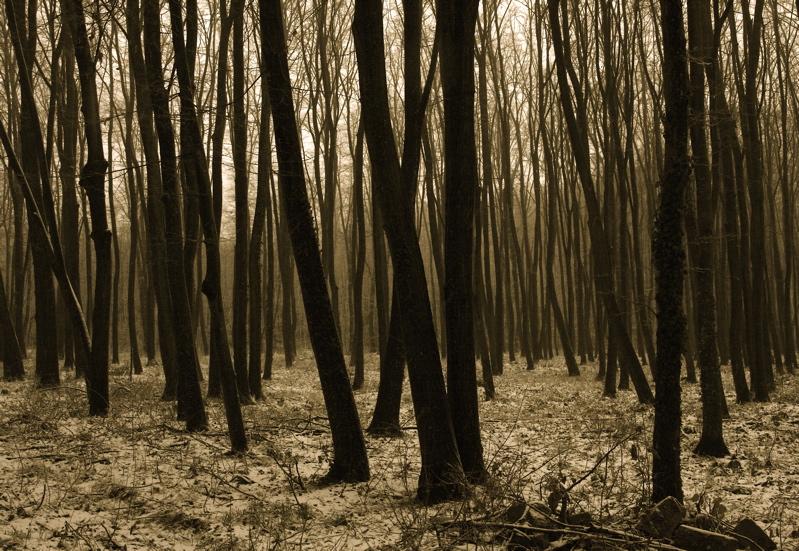 strange forest