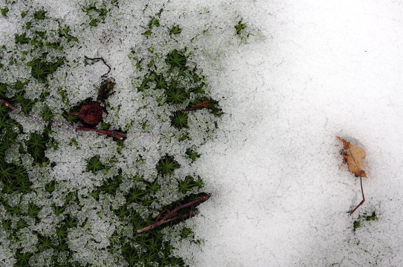 signs of spring_1