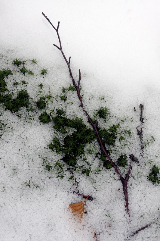 signs of spring_2