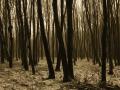 strange forest