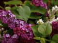 spring flavour